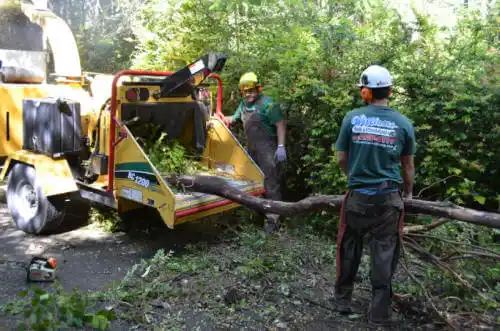 tree services Pala